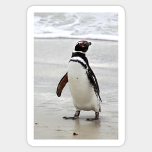 Magellanic Penguin Strolling on the Beach Sticker